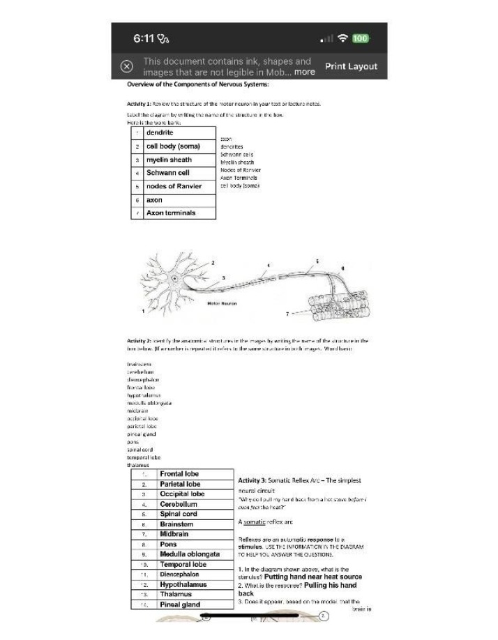 Motor Neuron Structure and Nervous System Components