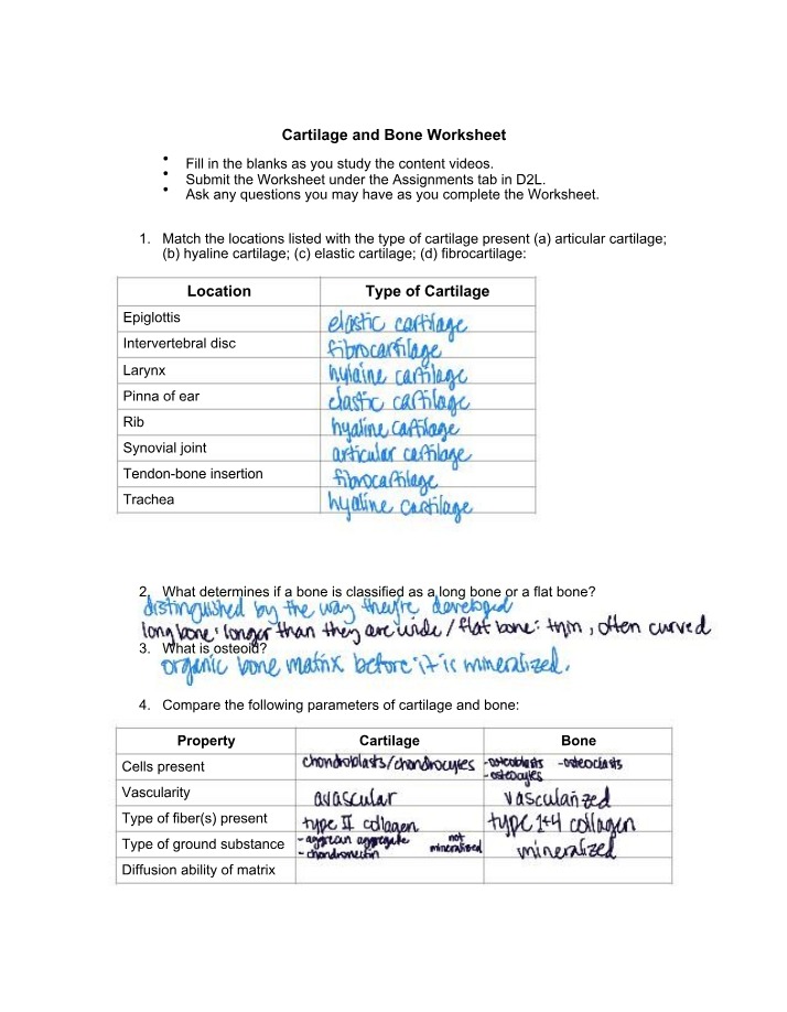 Worksheet on Cartilage and Bone