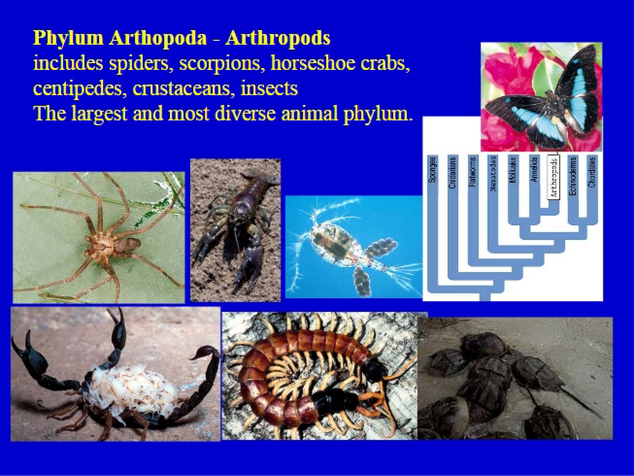 Arthropoda Phylum Overview