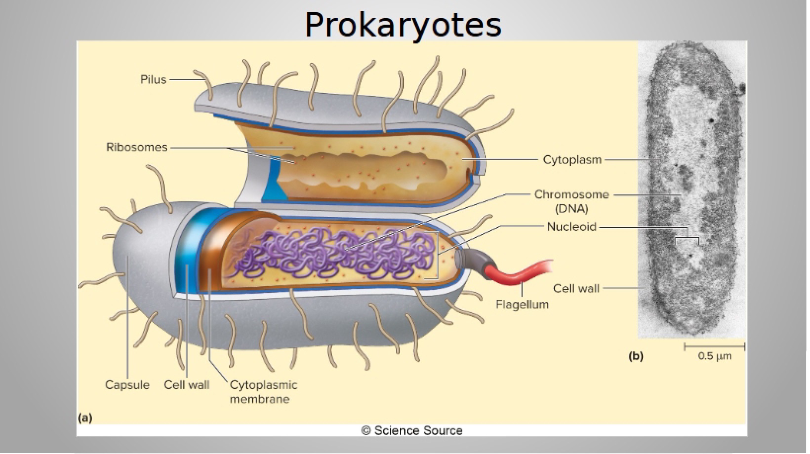 Prokaryotes