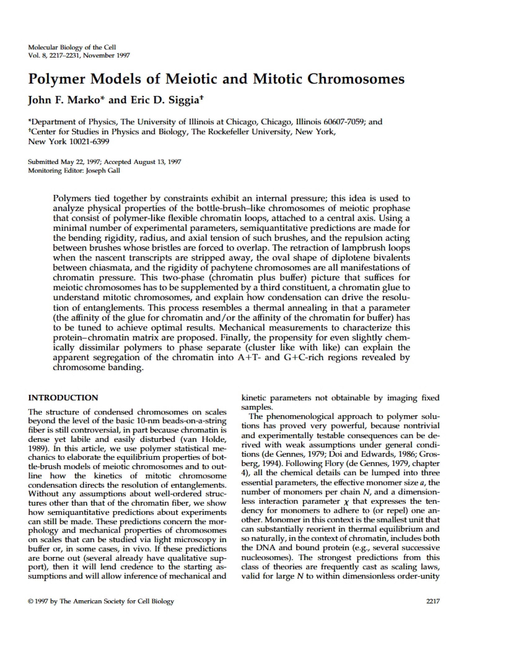Mitotic and Meiotic Chromosome Polymer Models