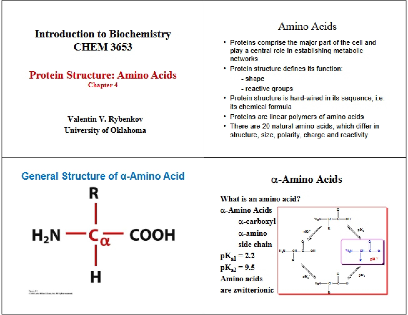 Lecture 3 Protein Size