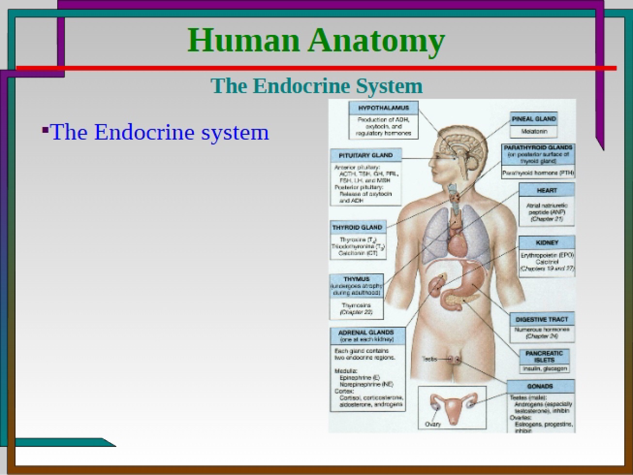 Glands of the Endocrine System