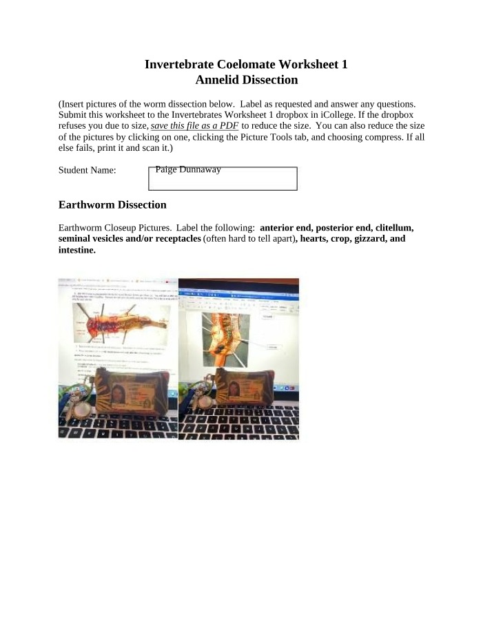 Invertebrate Coelomate Worksheet 1 - Earthworm Dissection