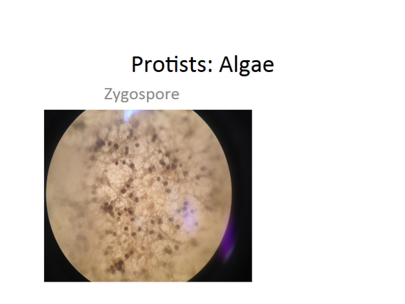 Algae and Protists