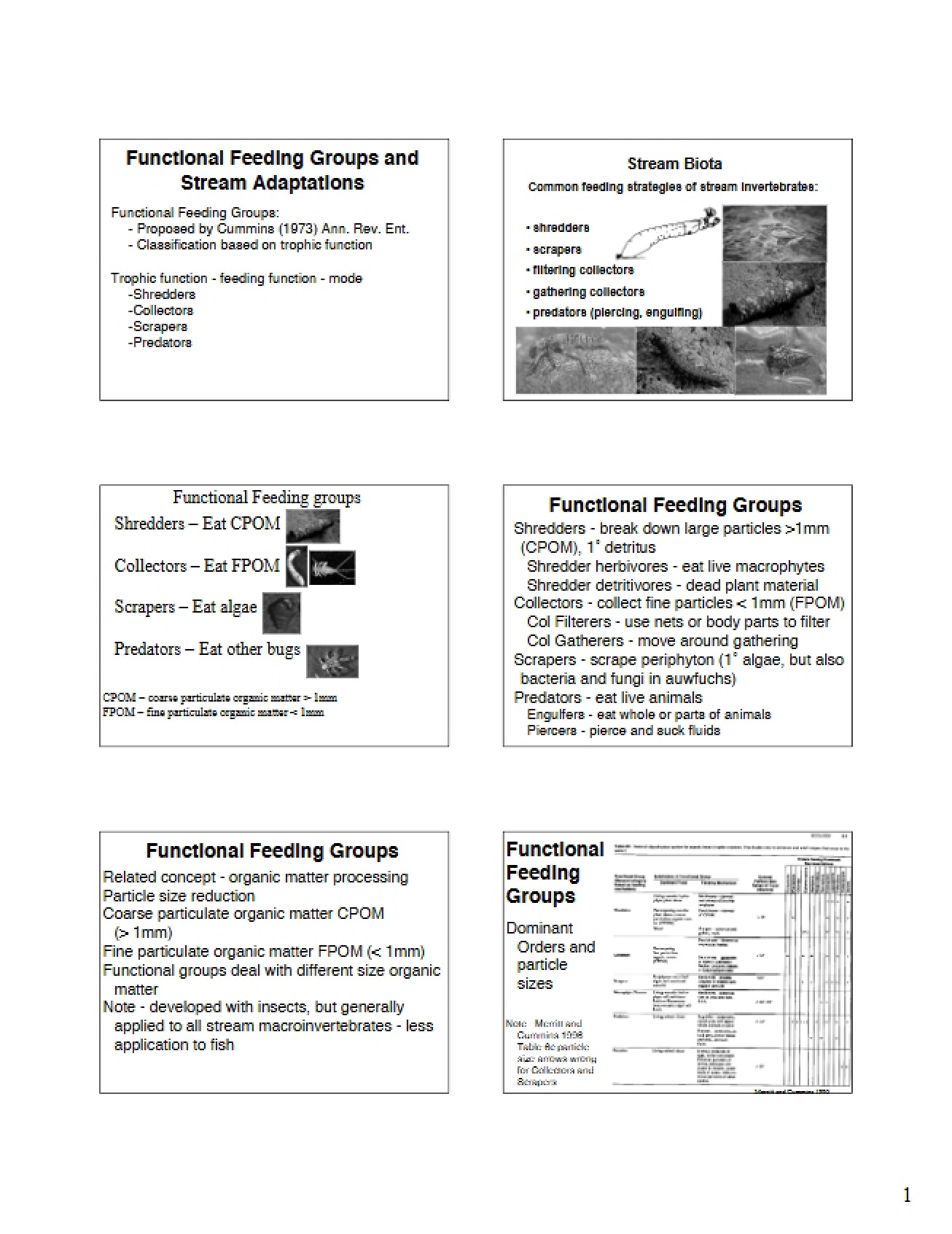 Stream Adaptations and Functional Feeding Groups