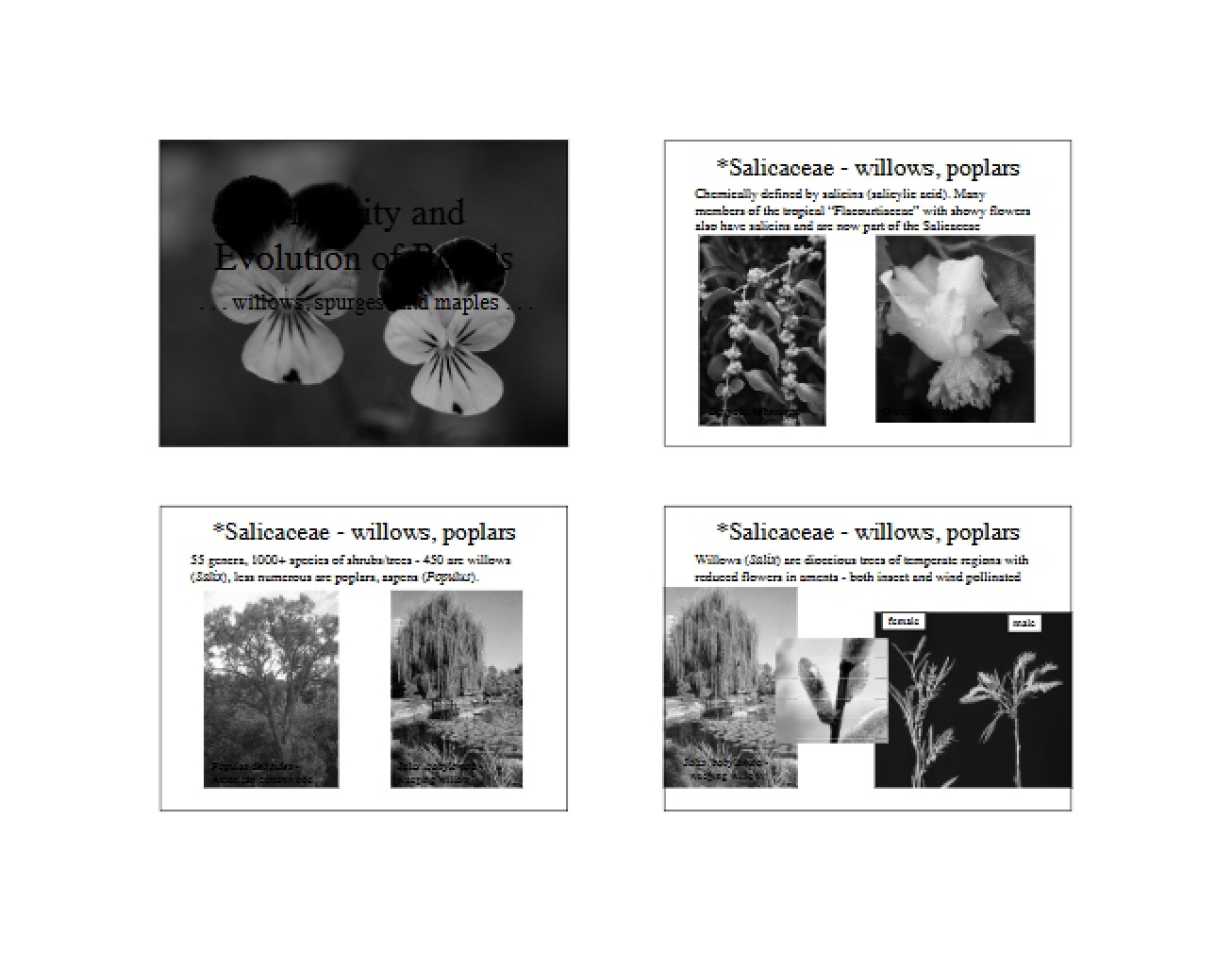 Rosid Clade Diversity and Evolution - Plant Systematics