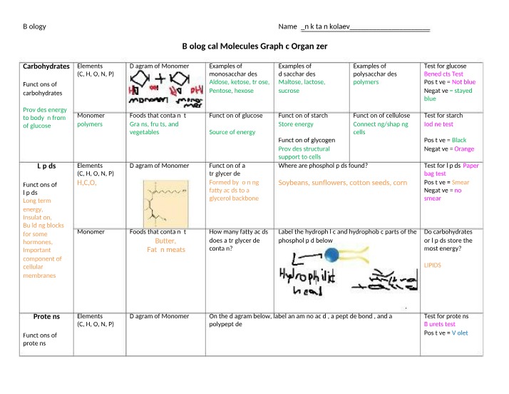 Biological Molecules Graphic Organizer Final