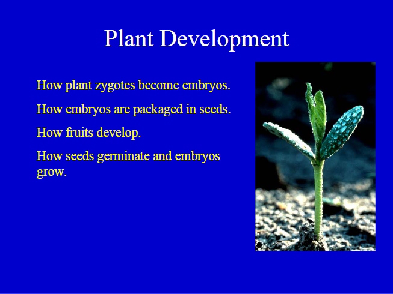 Developmental Stages in Plants