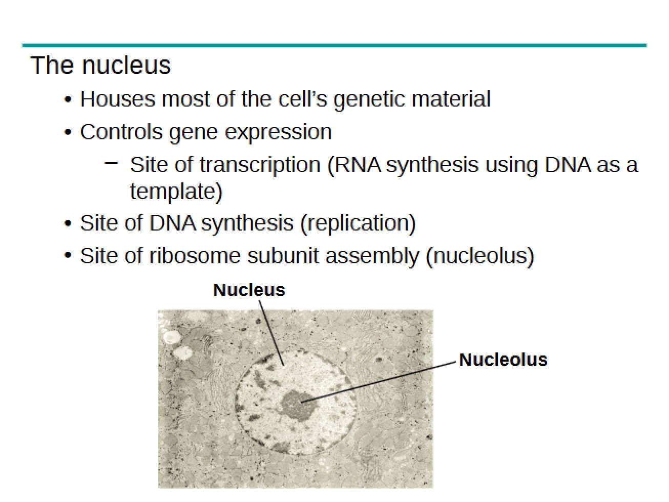 Cells Notes Part Two (2015)