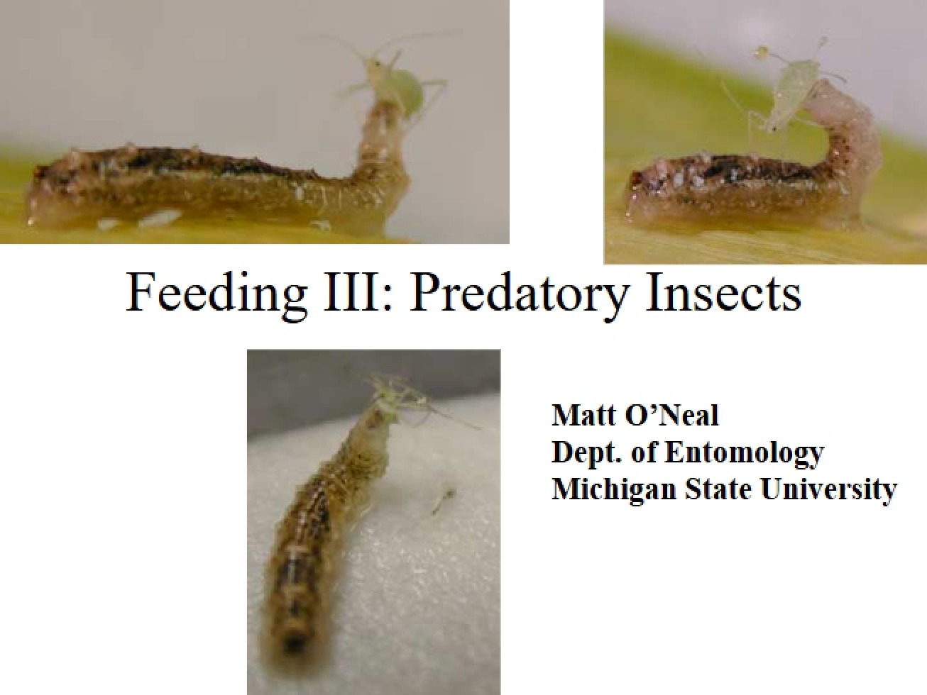 Predatory Insects Feeding III
