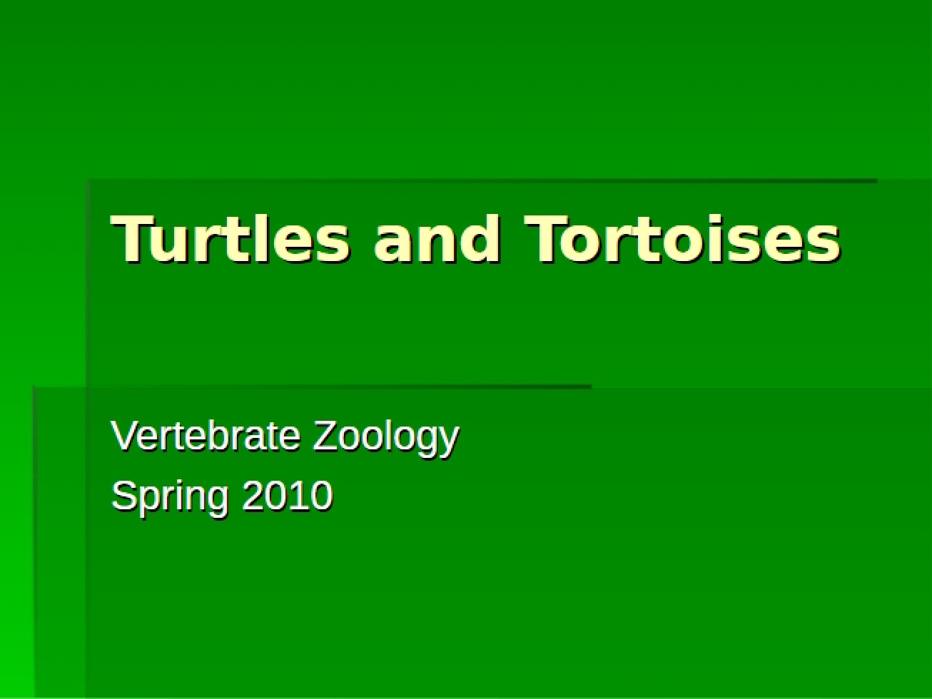 Lab Tortoises and Turtles