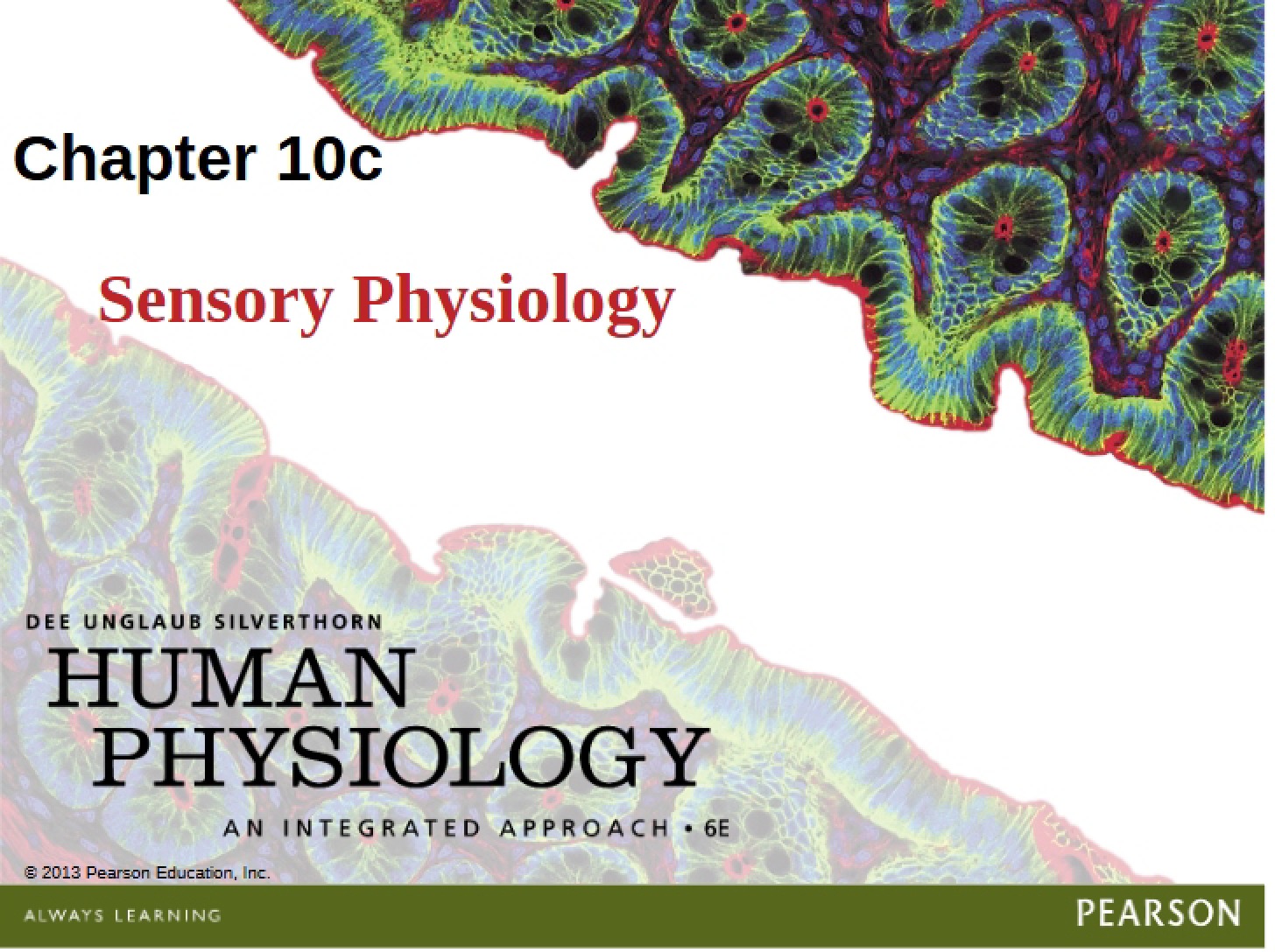 Physiology of Senses