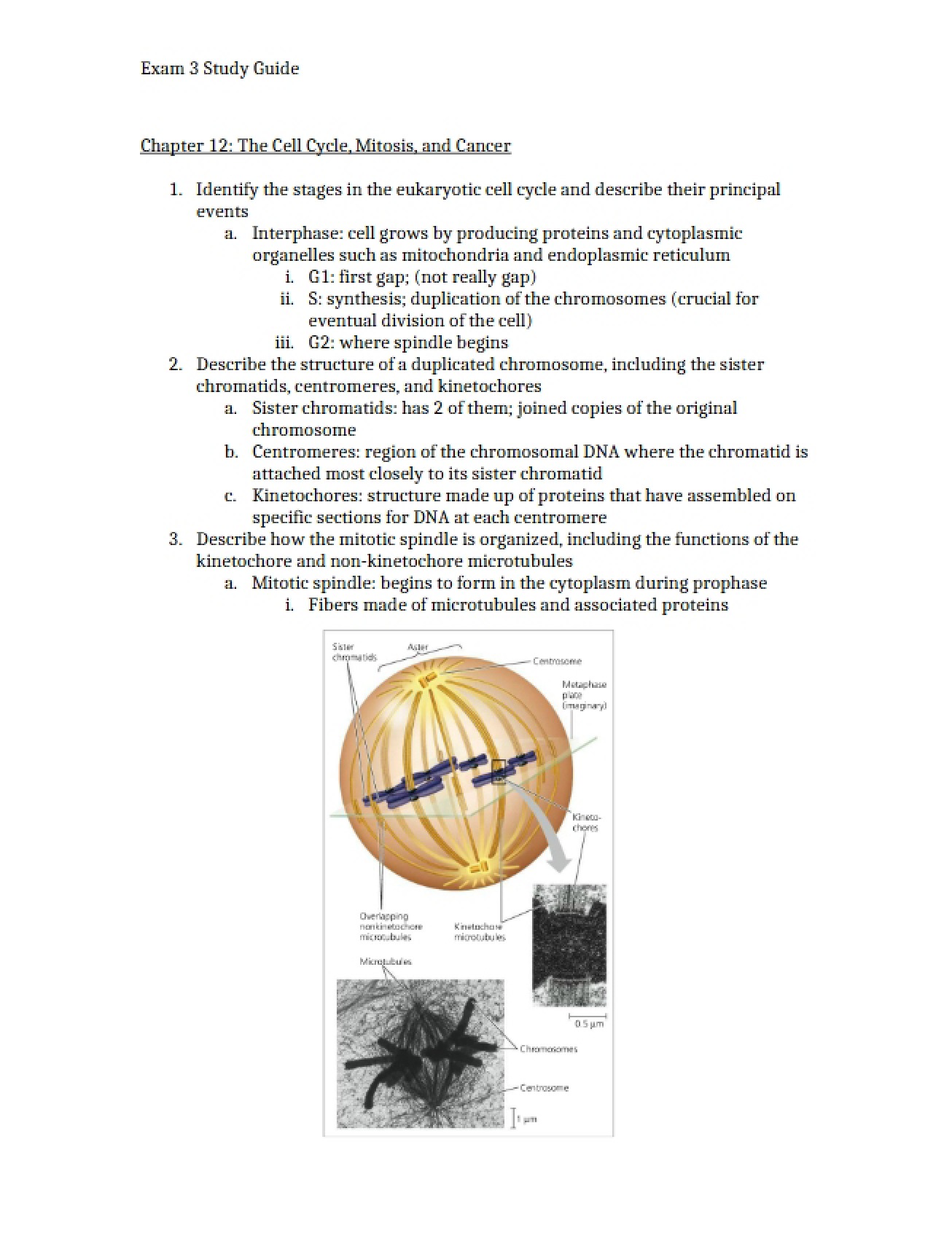 Cancer, Mitosis, and the Cell Cycle (Ch 12)
