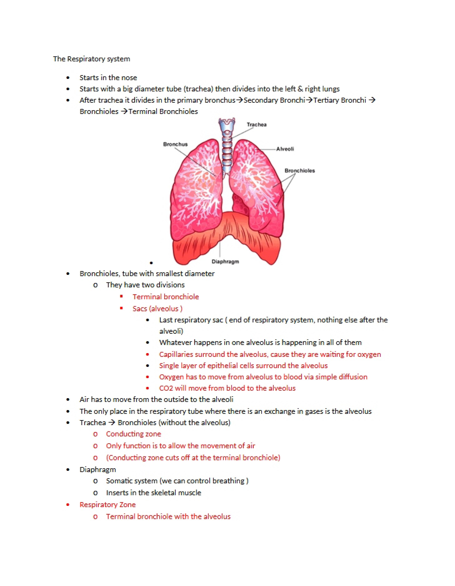 System of Respiration - Functional Anatomy and Physiology I (3)