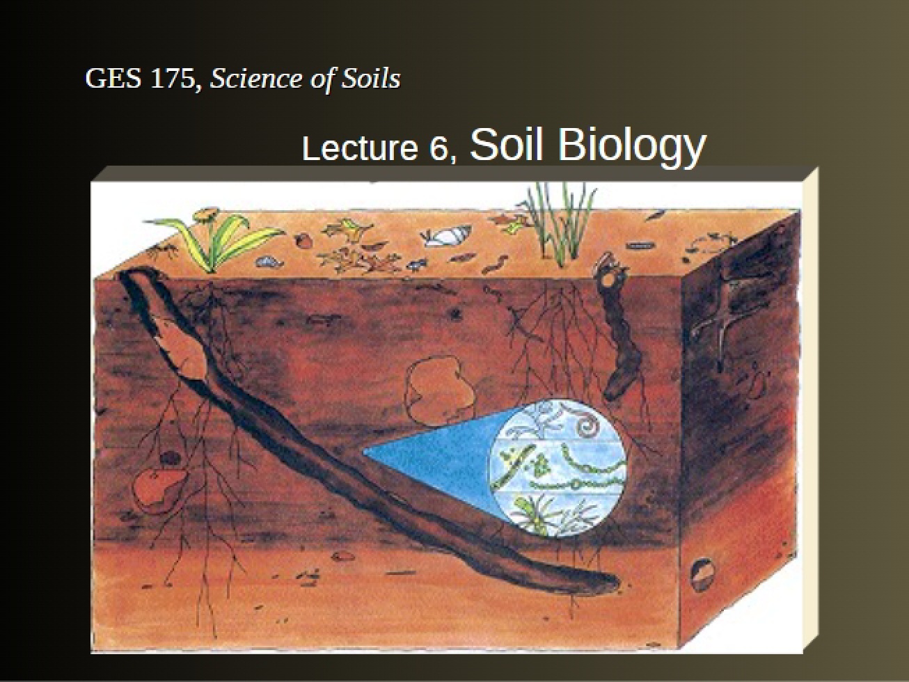 Overview of Soil Biology