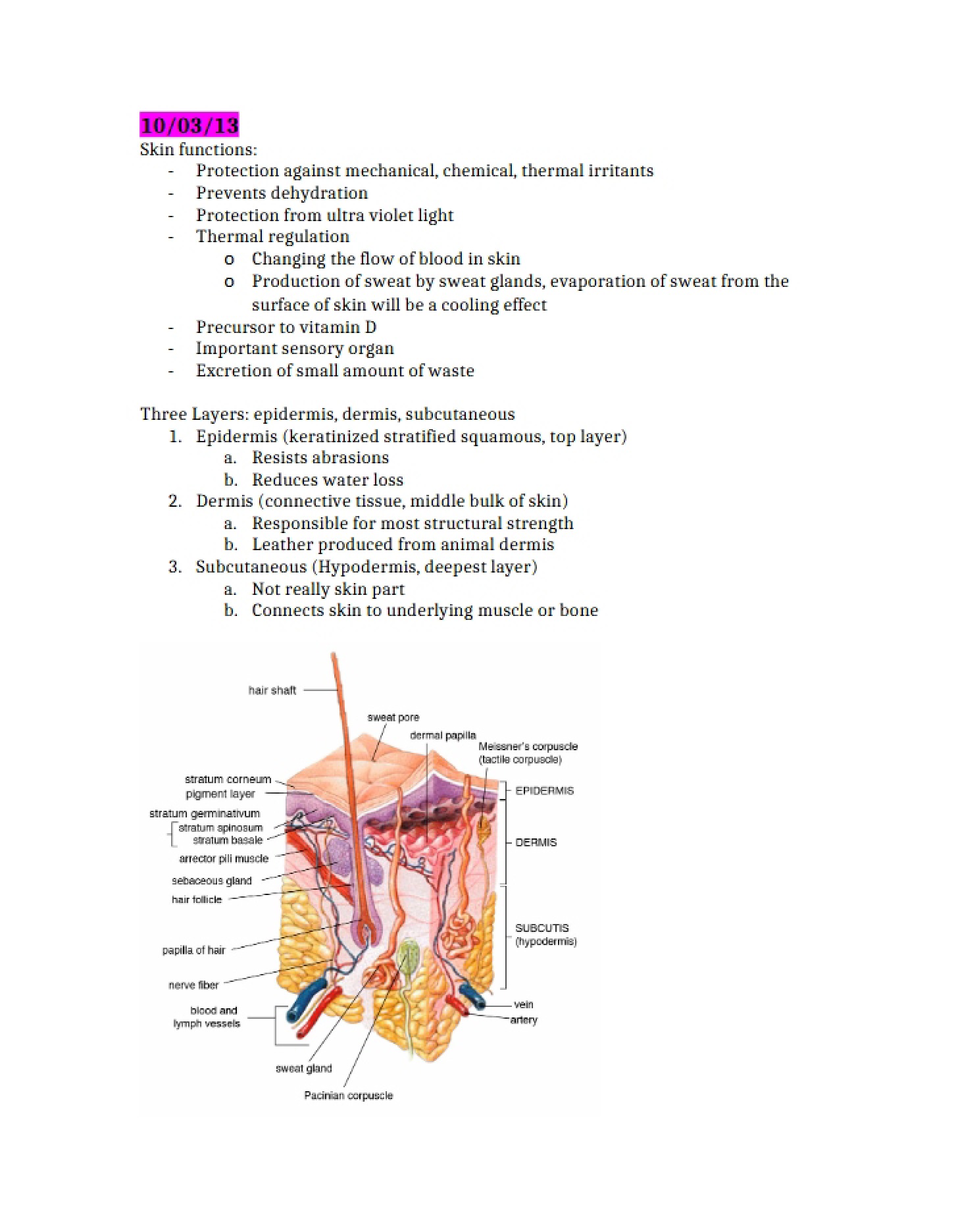 Functions of the Skin