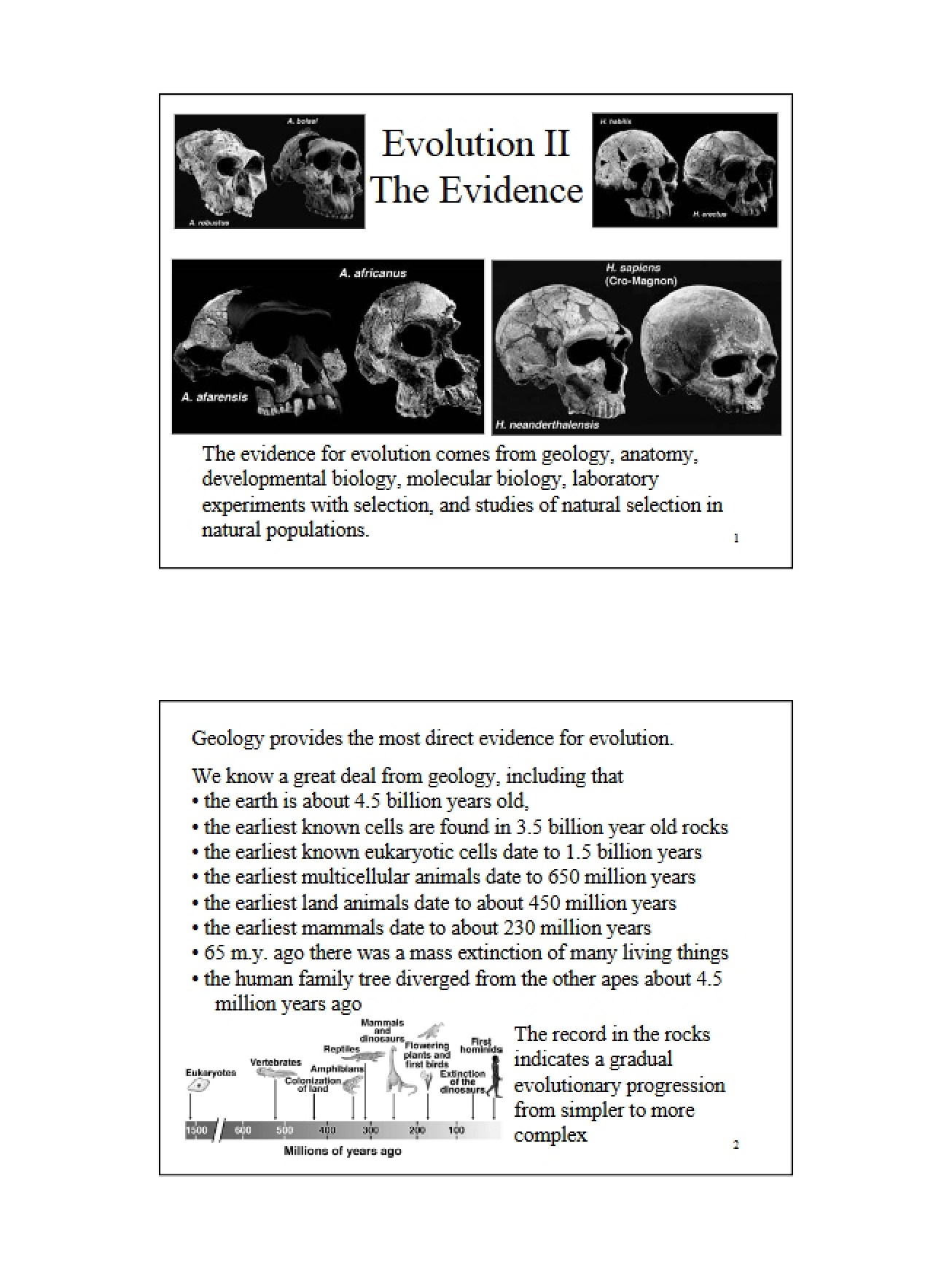 Evidence for Evolution II