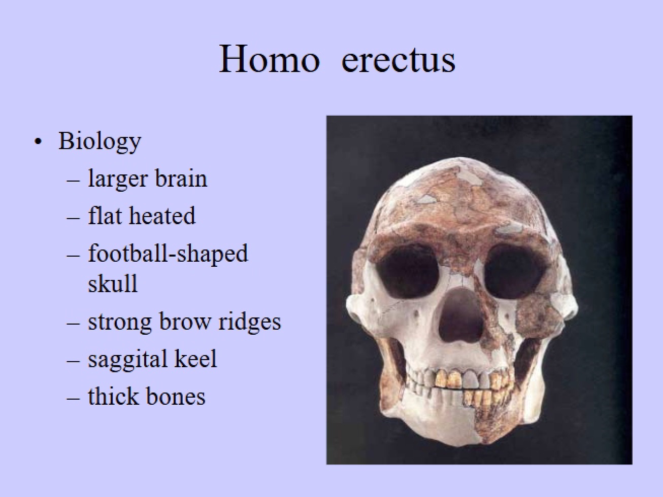 Study of Homo Erectus
