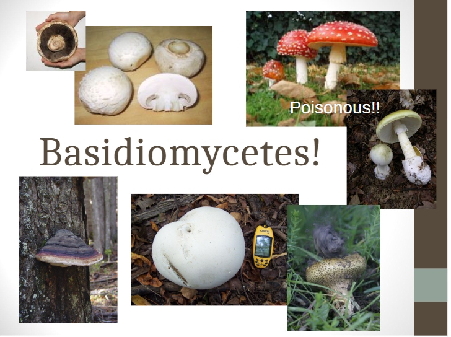 Basidiomycetes Lecture 12 (2013)