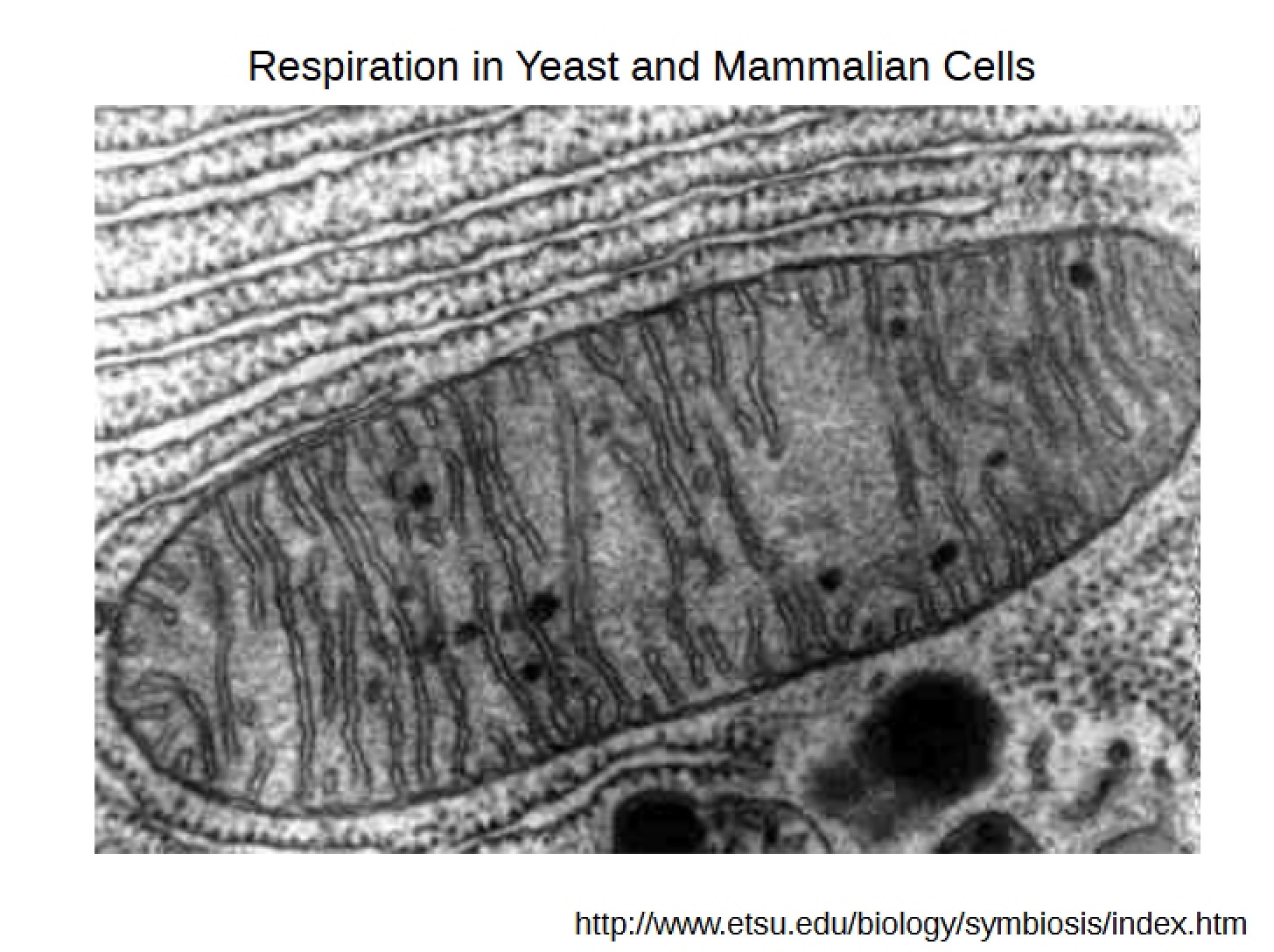 Mammalian and Yeast Cell Respiration