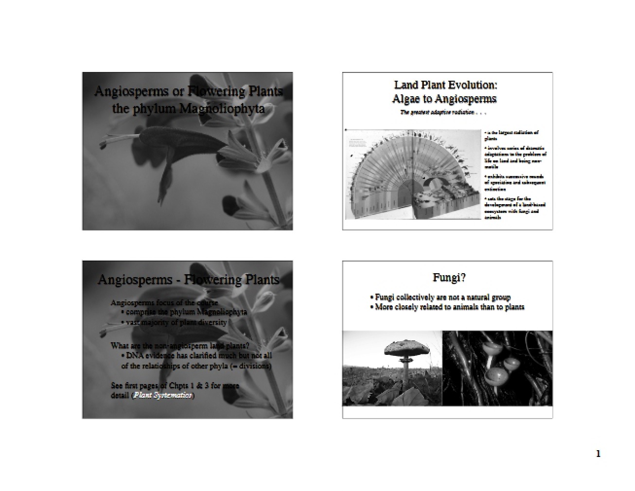 Floral Structures and Biology