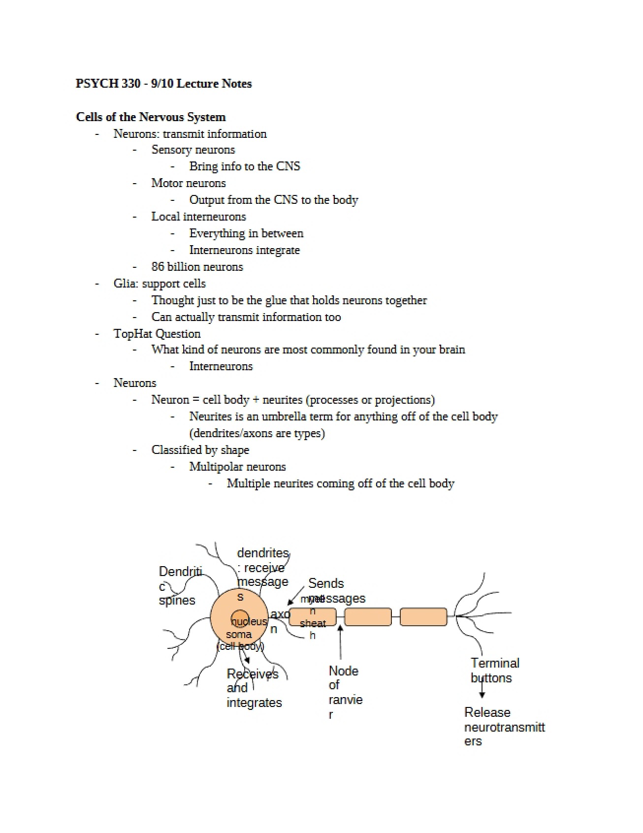 Nervous System Cells Notes