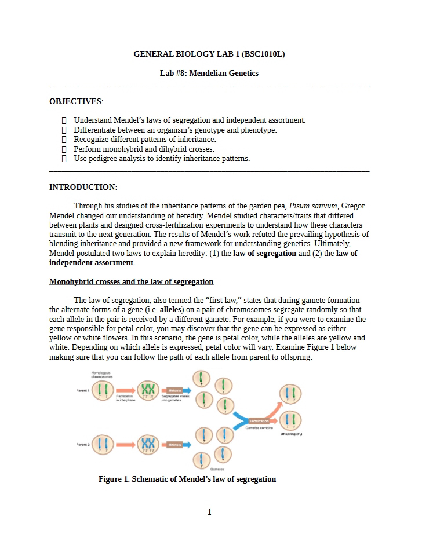 Checklist for First Lab Report