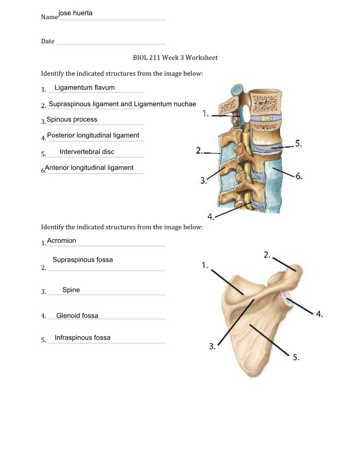 BIO 211 - Week 3 Worksheet