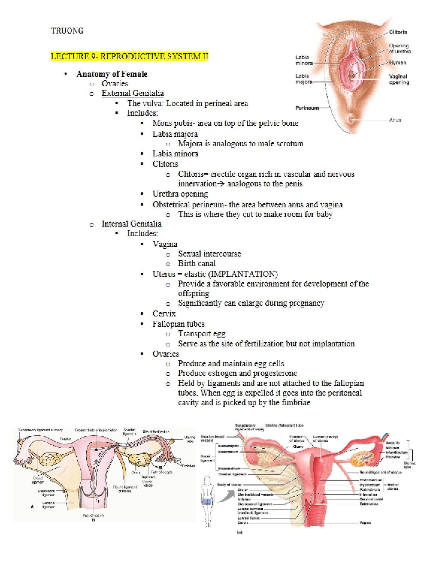 Reproductive System II (Lecture 9)