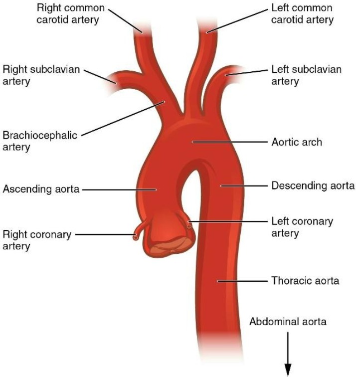 Coronary, Subclavian, and Carotid Arteries Anatomy