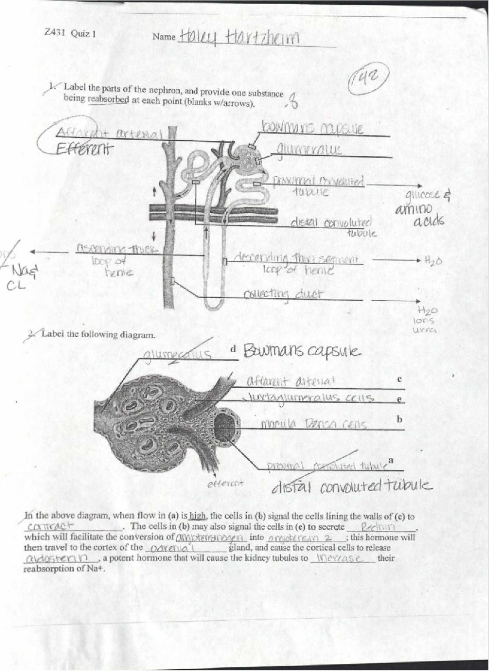 Physiology Quiz 1