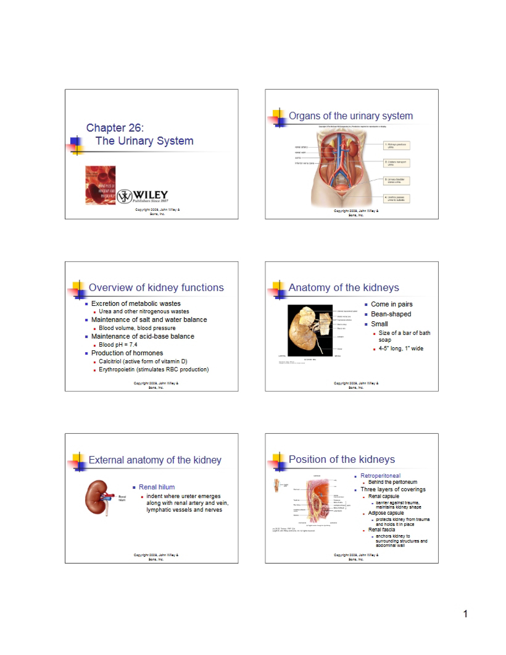 Urinary System (Ch 26)