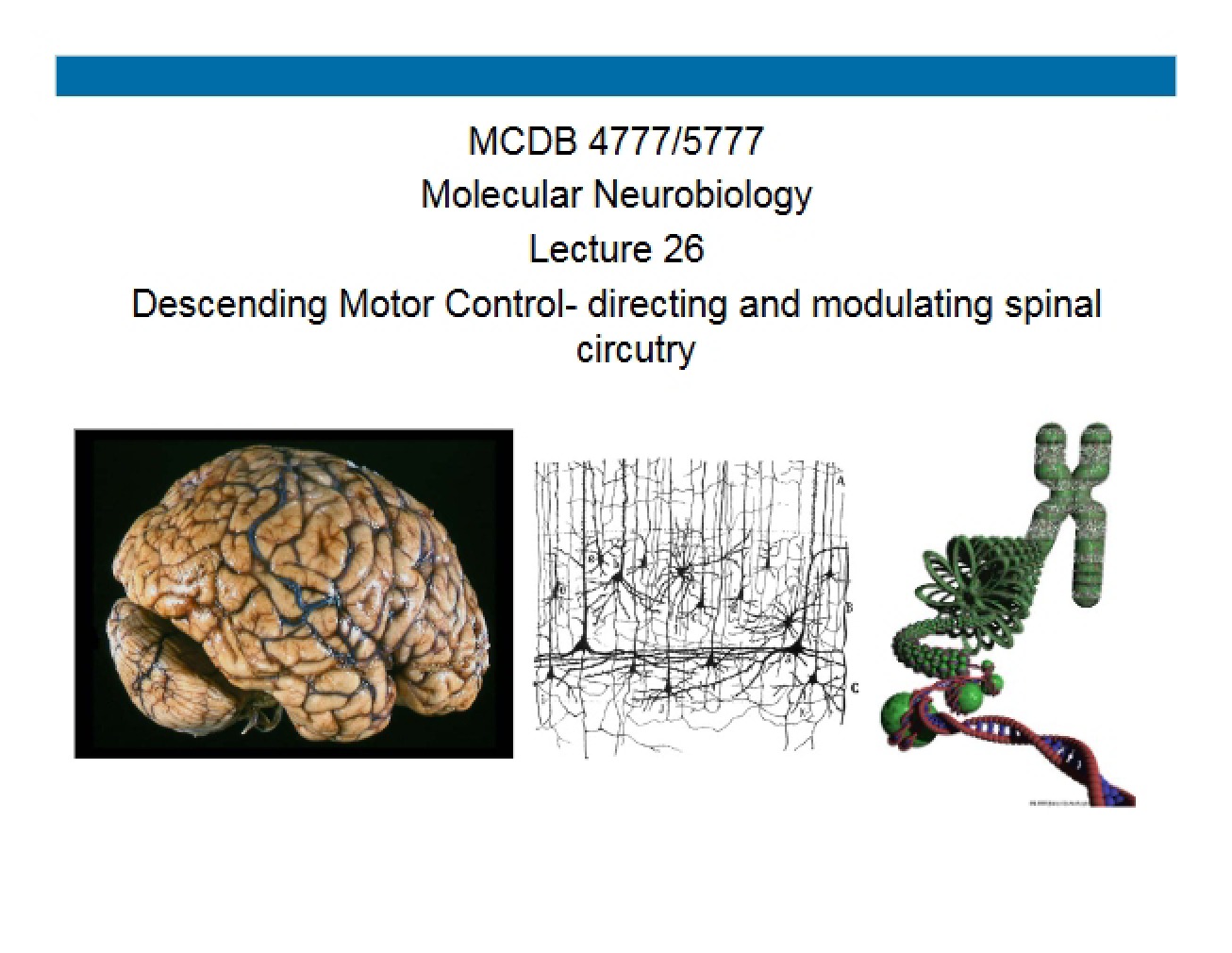 Descending Motor Control