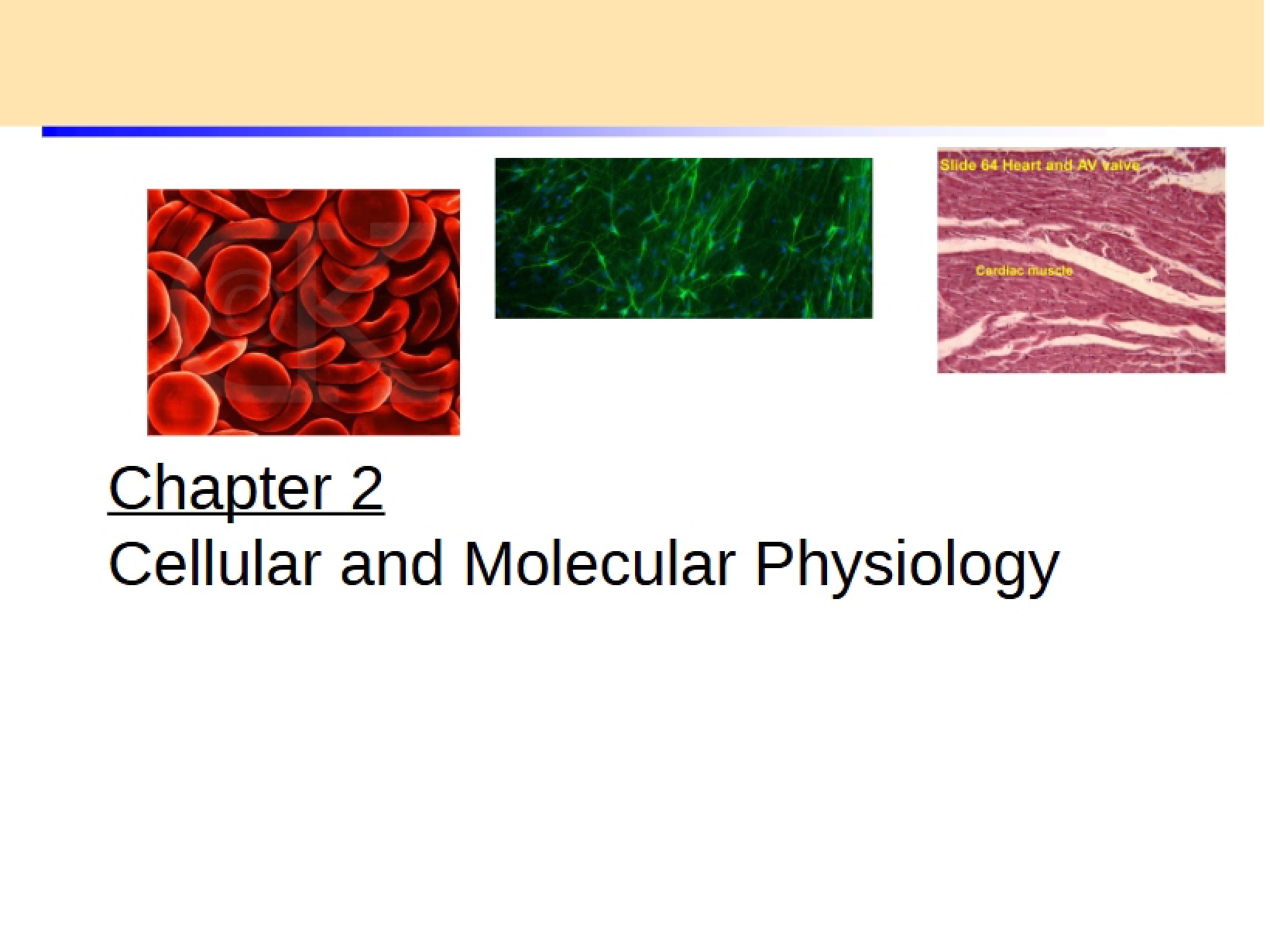 Cell Ch. 2