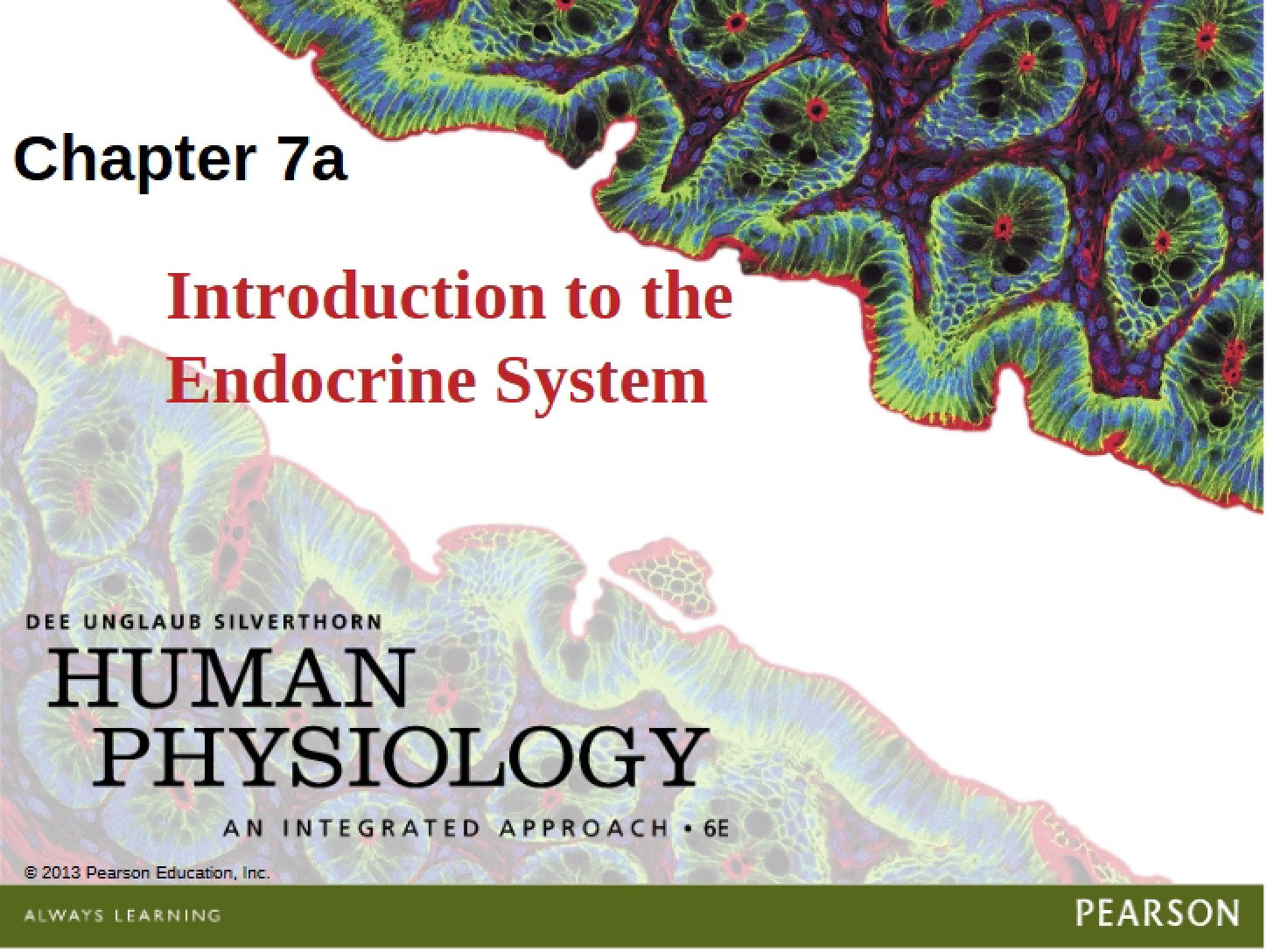 Endocrine System Intro