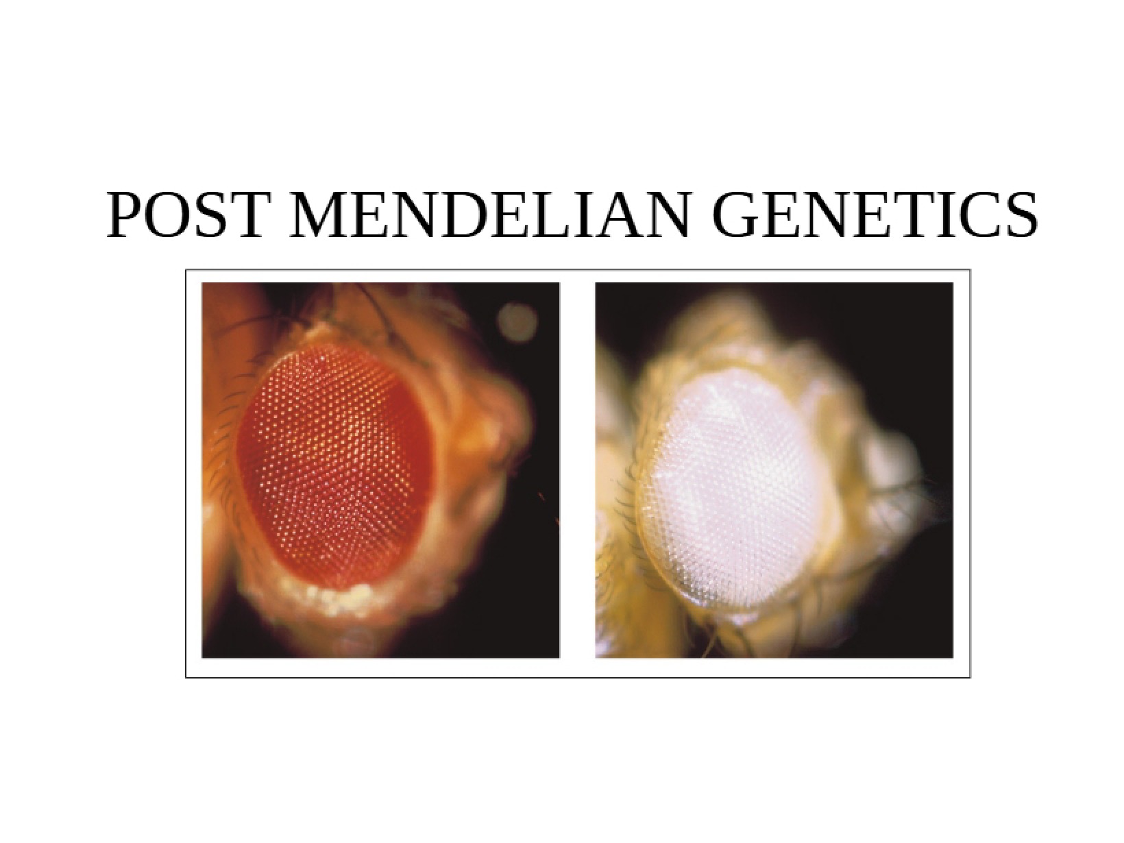 Genetics Post-Mendelian