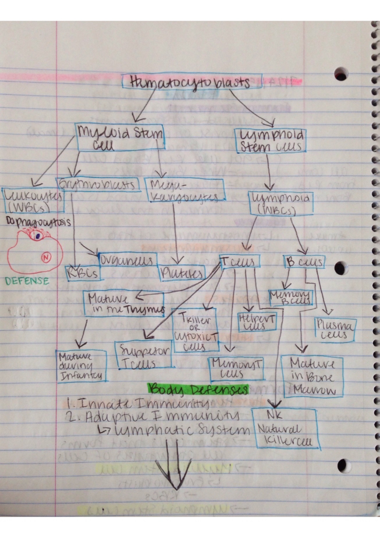 Notes - 9 Pages