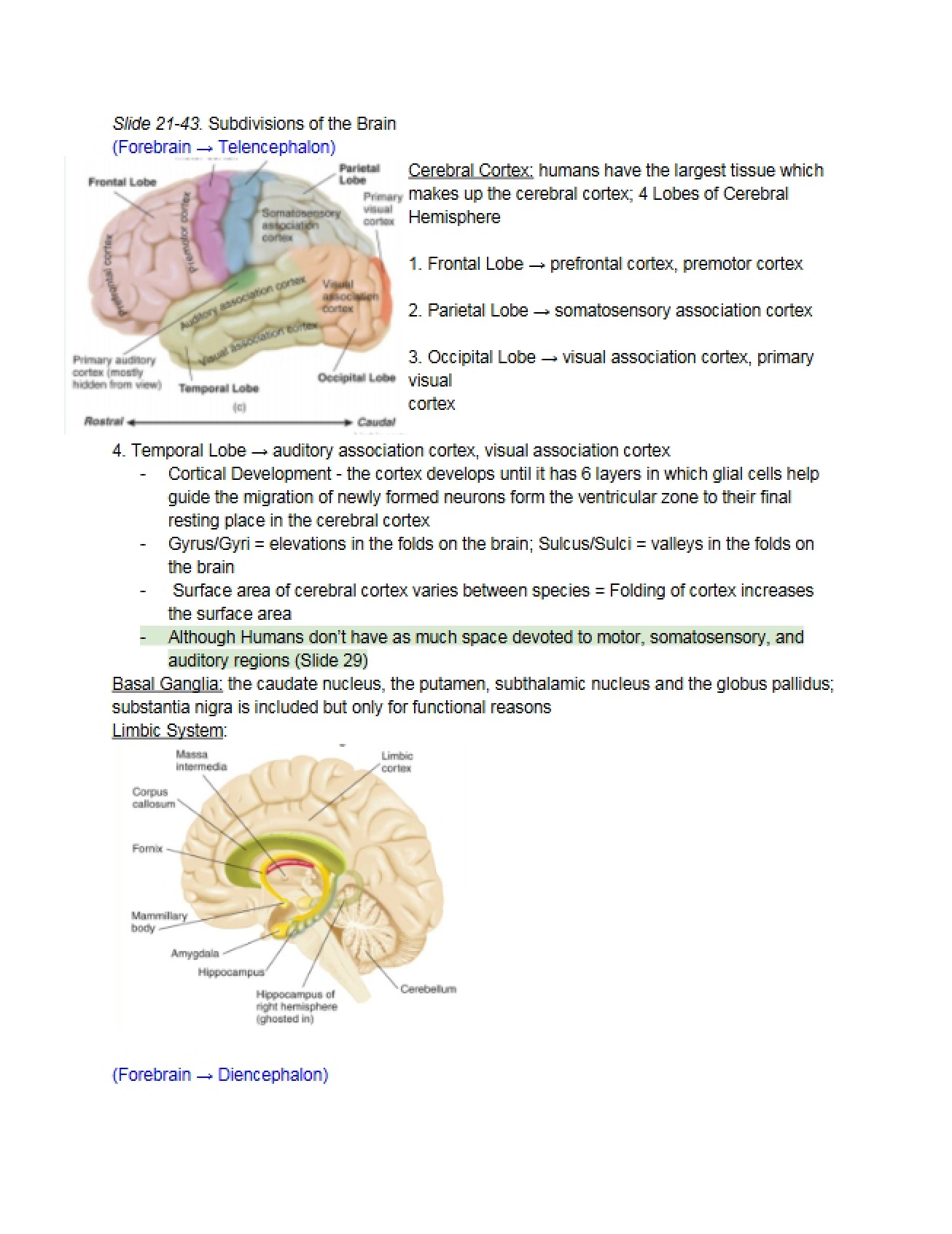 Subdivisions of the Brain