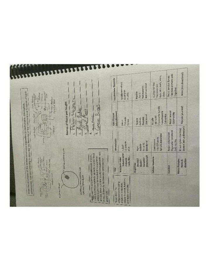 Semiautonomous Organelles - Structure and Function Assignment