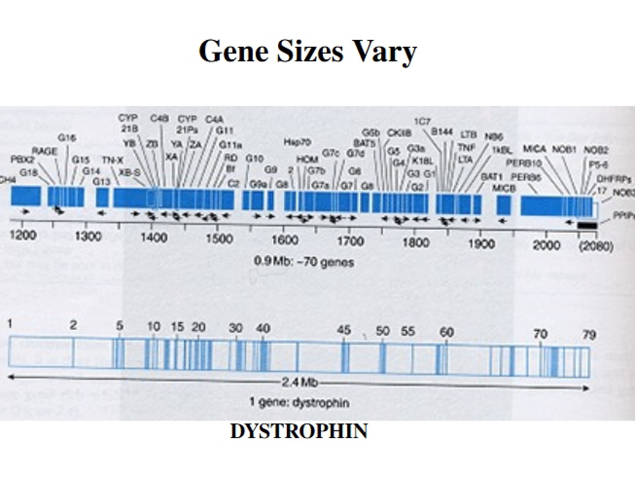 Variation in Gene Sizes