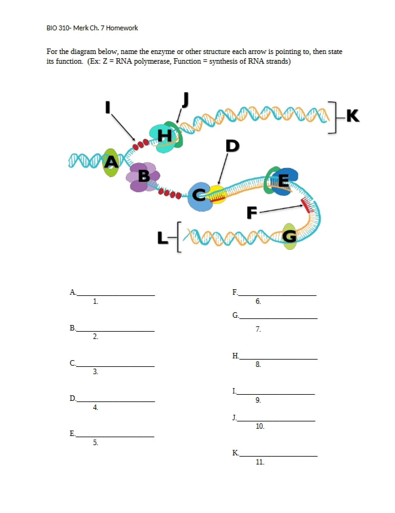DNA Replication Homework (Chapter 7)