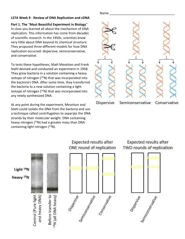 DNA Replication and cDNA Review Week 9 B