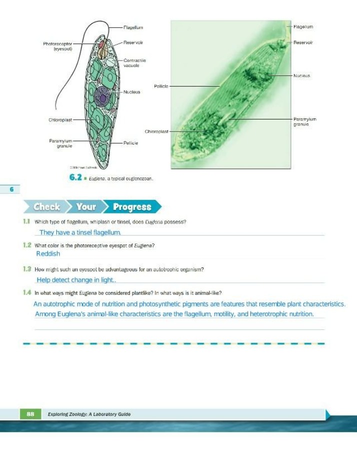 Structure, Flagella, and Photoreception in Euglena