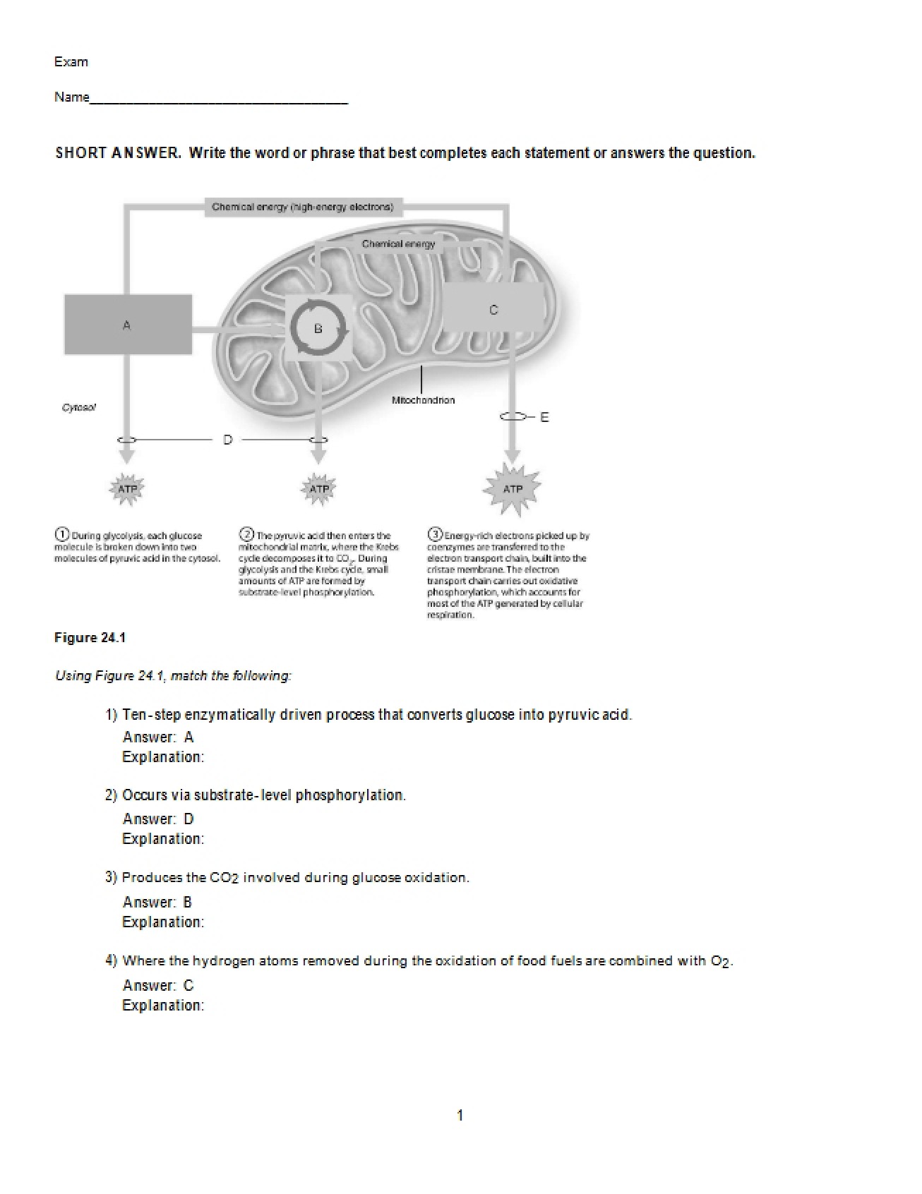 Human Anatomy Chapter Twenty-Four