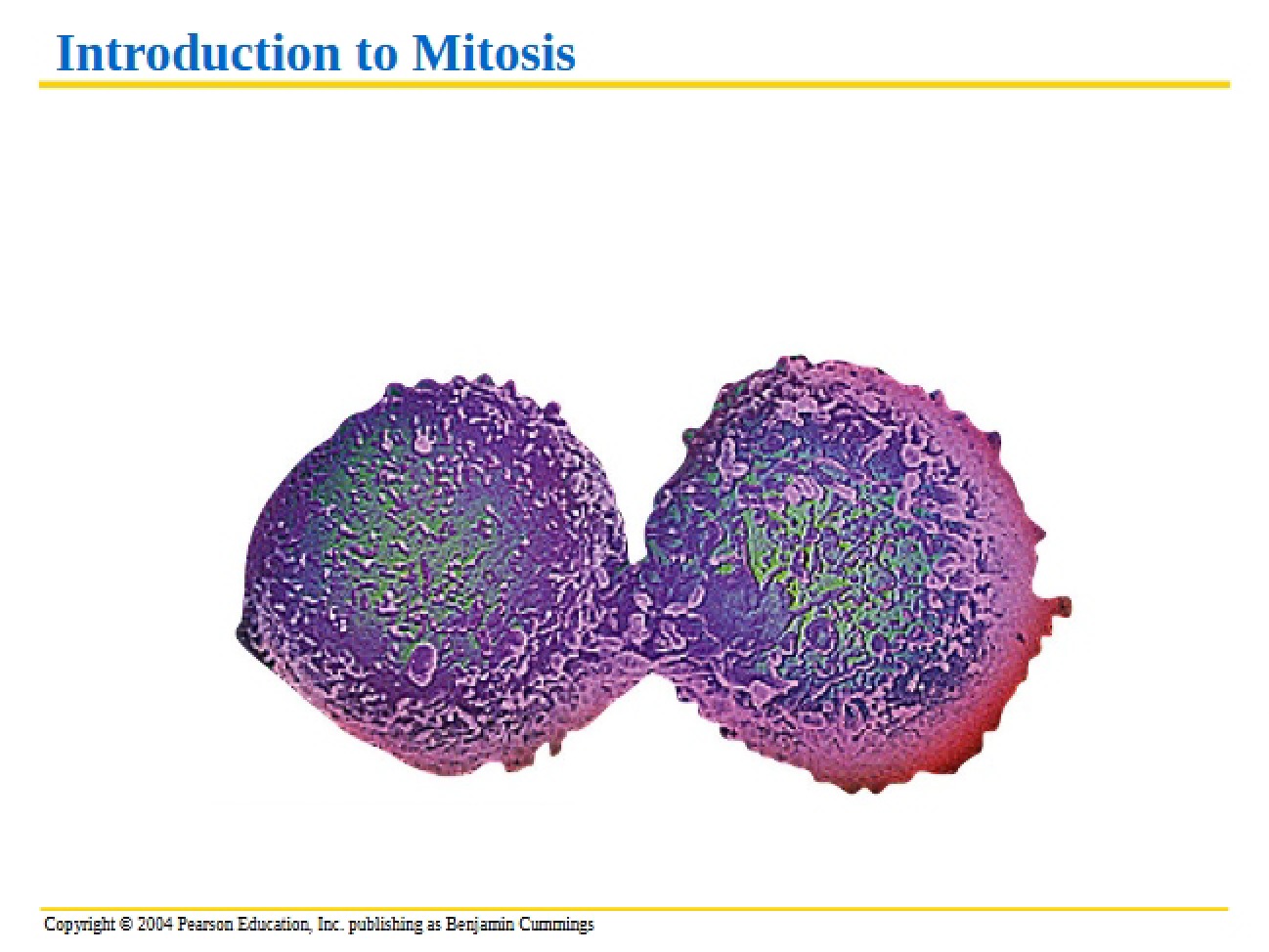Mitotic Cell Division Overview
