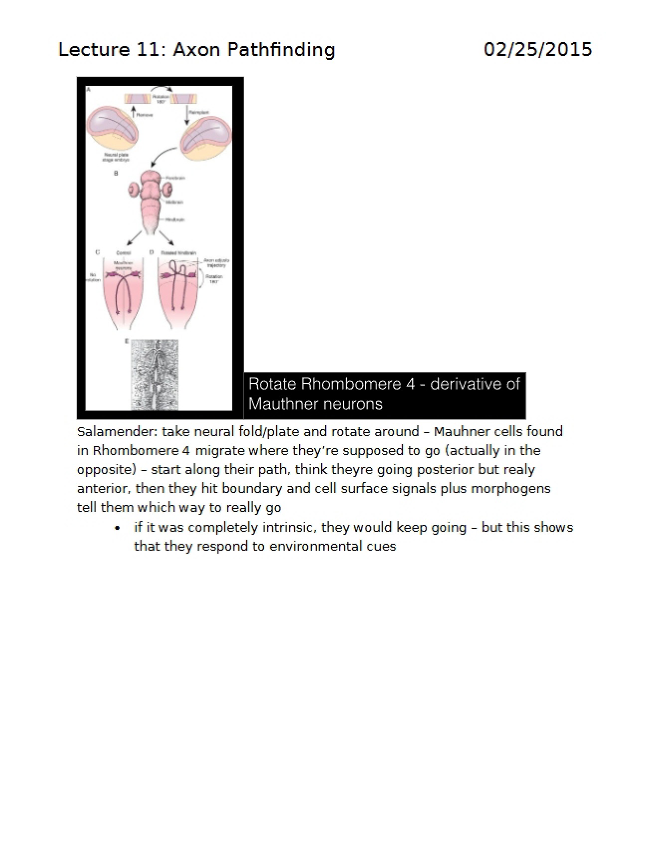 Axon Pathfinding Lecture 11