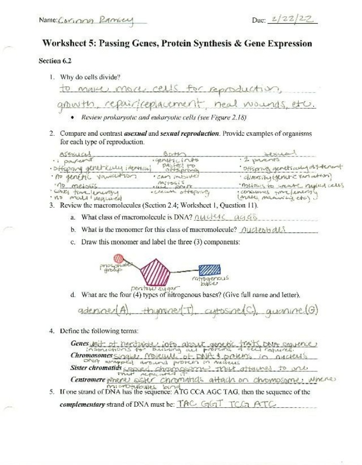 Biology Worksheet 5