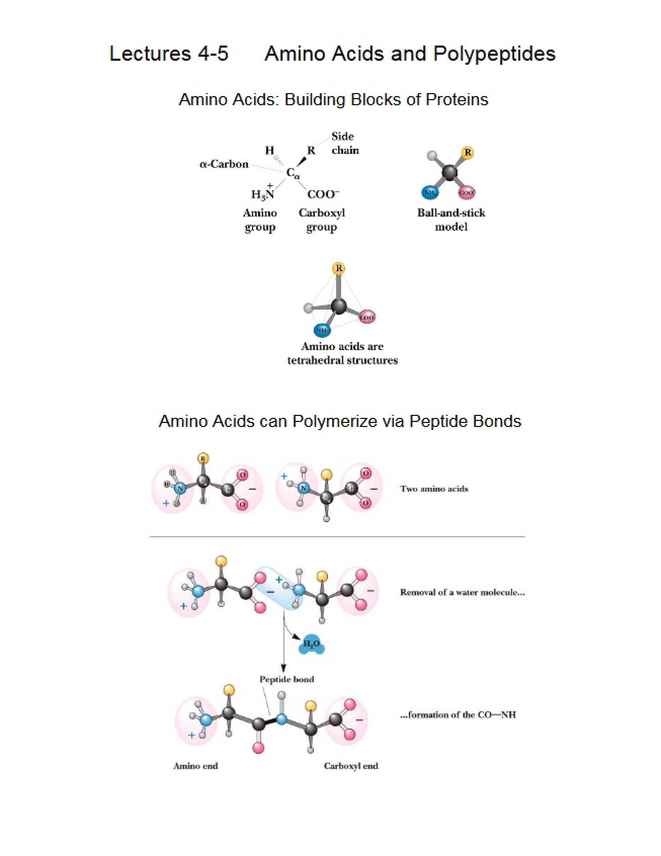 Amino Acids and Polypeptides