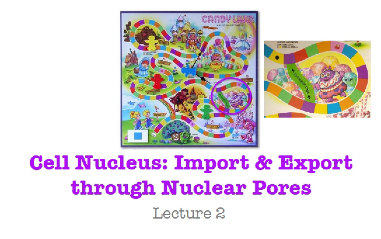 Cell Nucleus (Set 2)